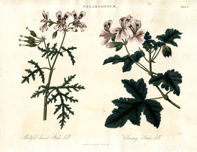 Pelargonium Arter: Flerbladig storksnäppa och klamrig storksnäppa av John Pass