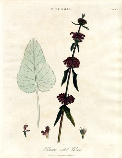 Phlomis: Jerusalemsalvia med knölrötter av John Pass