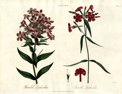 Phlox-arter av John Pass