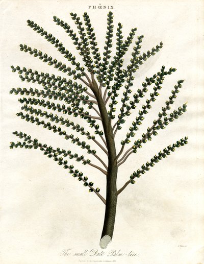 Phoenix (dadelpalm) av John Pass