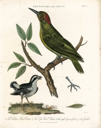 Phytotoma och Woodpecker med anatomiska detaljer av John Pass