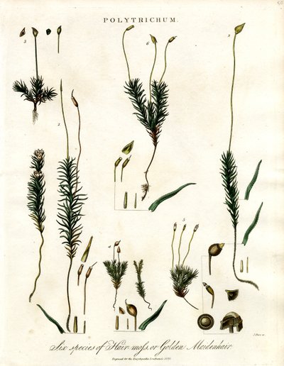 Polytrichum av John Pass