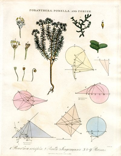 Poranthera;Porella och Porisms av John Pass