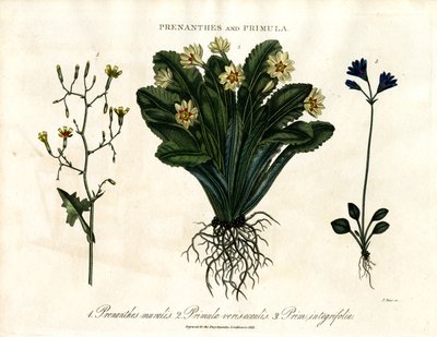 Prenanthes och Primula: Väggsallat;Primula och helbladig primula av John Pass