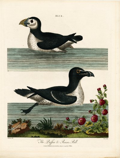 Lunnefågel och rakblad (Alca) av John Pass