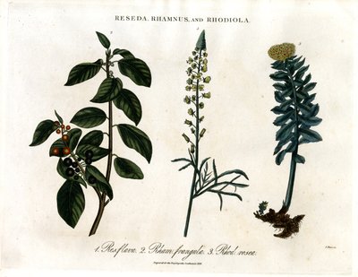 Reseda;Rhamnus och Rhodiola av John Pass