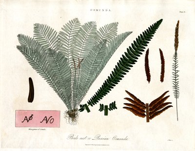 Kunglig ormbunke (Osmunda) av John Pass