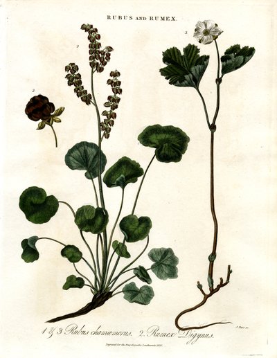 Rubus och Rumex: Hjortron och bergsorrel av John Pass