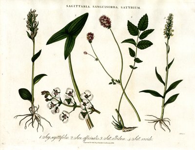 Sagittaria; Sanguisorba och Satyrium: Botanisk representation av olika växtarter av John Pass