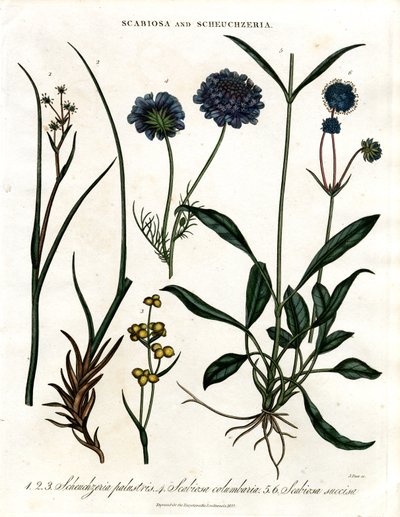 Scabiosa och Scheuchzeria av John Pass