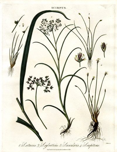 Scirpus Arter av John Pass