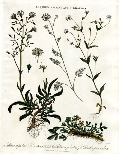 Selinum;Silene och Sibbaldia av John Pass