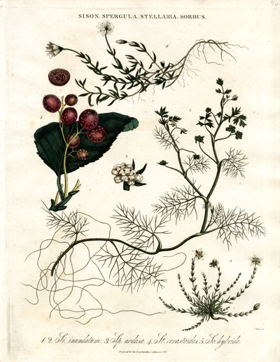 Sison;Spergula;Stellaria;Sorbus av John Pass