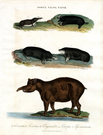 Sorex;Talpa;Tapir: Spetsfotingar;Mullvadar och tapirer av John Pass