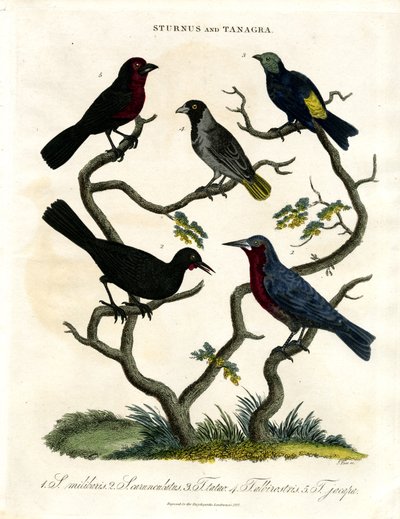 Sturnus och Tanagra (Starlings och Tanagers) av John Pass