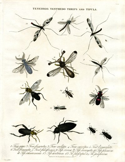 Tenebrio;Tenthedo;Thrips och Tipula - Insektsmångfald av John Pass