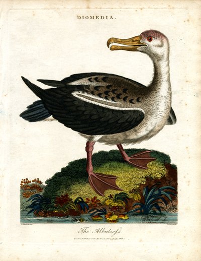 Albatrossen av John Pass