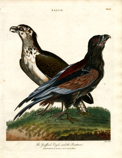 Griffardörnen och båtmannen av John Pass