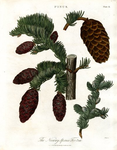 Granen Norway Spruce Fir-tree av John Pass