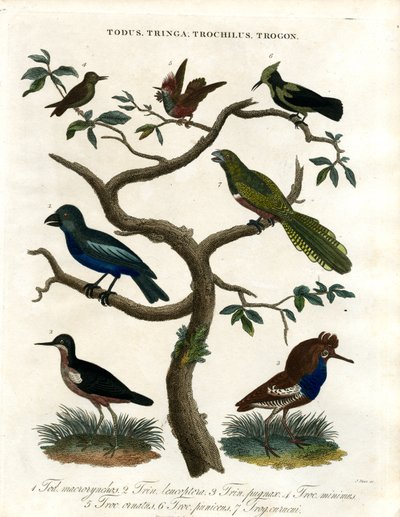 Todus;Tringa;Trochilus och Trogon av John Pass