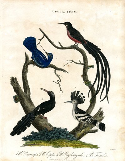 Upupa och Yunx (Hoopoe och Wryneck) av John Pass