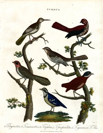 Olika arter av trastar (Turdus) av John Pass