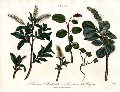 Olika arter av vide (Salix) av John Pass