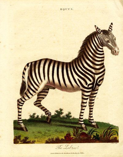 Zebra (Equus) av John Pass