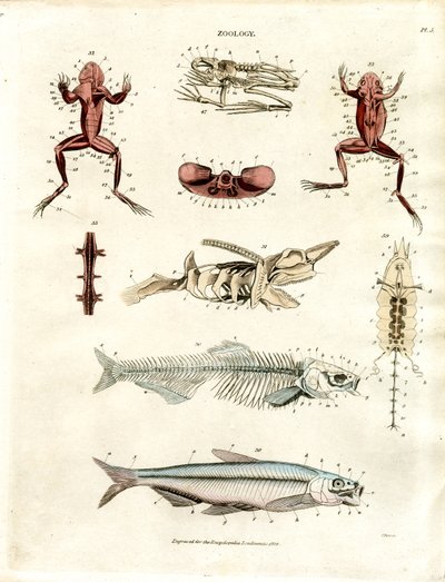 Zoologiska anatomiska illustrationer (plansch 5) av John Pass