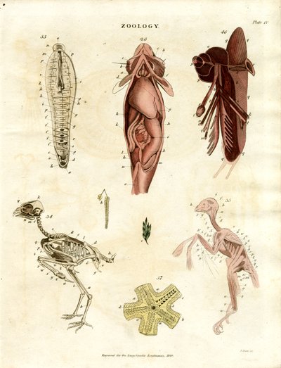 Zoologiska anatomiska illustrationer (plansch XV) av John Pass
