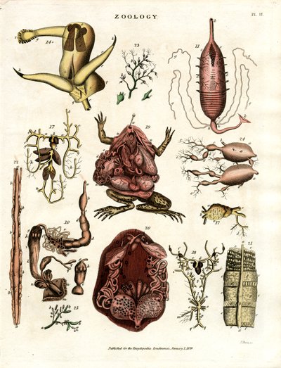 Zoologi Pl. II: Anatomiska illustrationer av olika djur och organ av John Pass