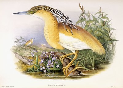 Buphus Comatus, c.1862-3 (handfärgad litografisk plåt) av John and Richter Henry Constantine Gould