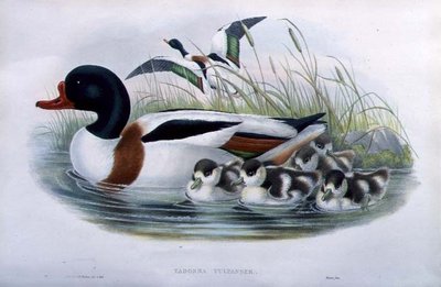 Sheldrake (Tadorna Vulpanser) (handfärgad litho) av John and Richter Henry Constantine (after) Gould