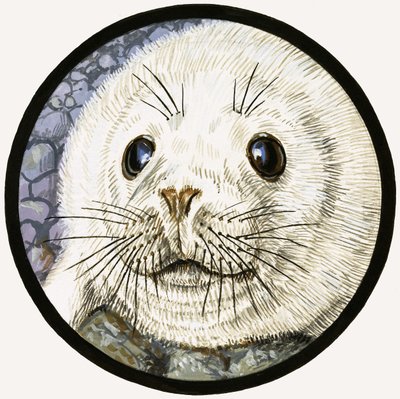 Vår havsvän sälen av John Rignall