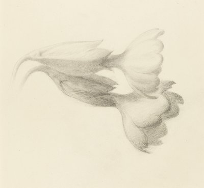 Cowslip Bells, troligen 1871 (grafit på vävt papper) av John Ruskin