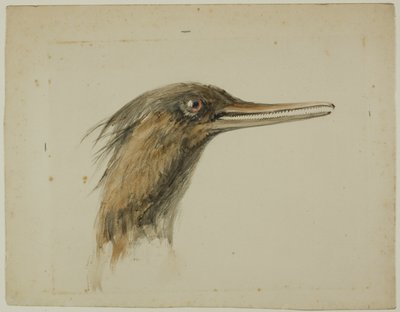 Skrake av John Ruskin