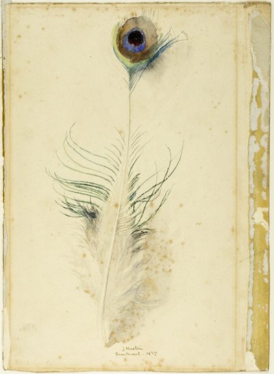 Påfågel fjäder av John Ruskin