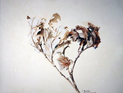 Studie av eklöv av John Ruskin