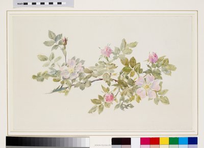 Studie av vildros (akvarell  bodycolour över grafit på vävt papper) av John Ruskin