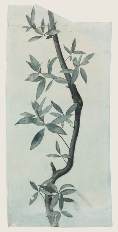 Study of Willow Leaves, c.1857 (penna och akvarell på papper) av John Ruskin