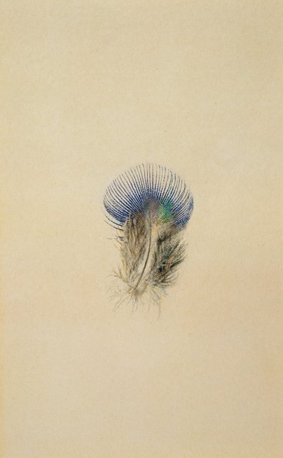 Studie av en påfågelfjäder, 1873 av John Ruskin