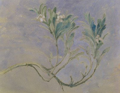 Study of a Sprig of a Myrtle Tree, c.1877 (penna & brunt bläck & wc över penna förhöjd med vitt på papper) av John Ruskin