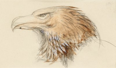 The Head of a common Golden Eagle, from Life, 8-11 september 1870 (akvarell och kroppsfärg över grafit på vävt papper) av John Ruskin