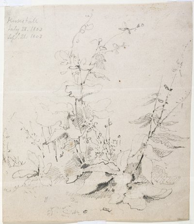 Study of Weeds, Kirkstall av John Sell Cotman