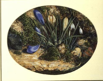 Krokusar och snödroppar av John Sherrin