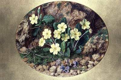 Primula och violer av John Sherrin