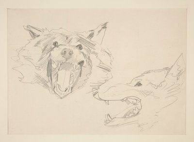 Två vyer av en varg av John Singer Sargent