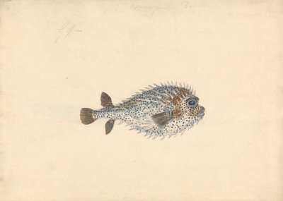 En piggsvinsfisk av John Smart