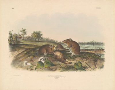 Bomull råtta av John T. Bowen, after John James Audubon