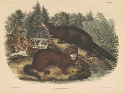 Mink av John T. Bowen, after John James Audubon